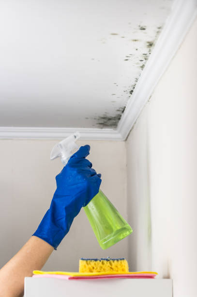 Best Bathroom Mold Remediation in Homer City, PA